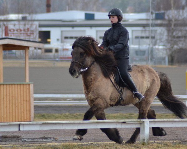 stallion Bjartur fra Ytra-Skördugili (Iceland Horse, 2000, from Ófeigur frá Flugumýri)