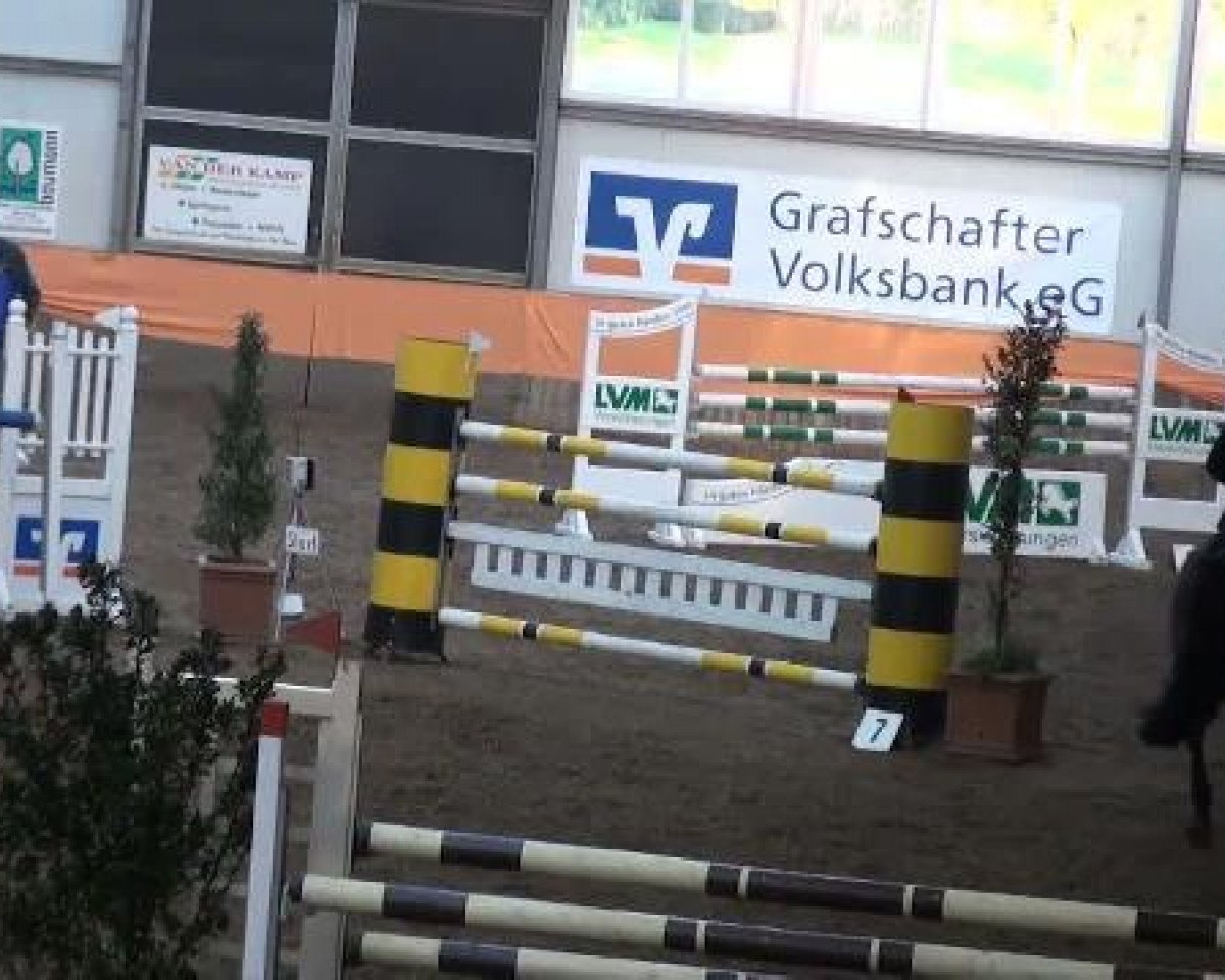 stallion Armani (Haflinger, 1991, from Amingo)