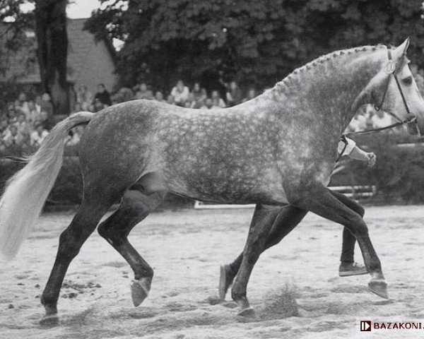stallion Corde (Holsteiner, 1981, from Cor de la Bryère)