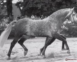 Deckhengst Corde (Holsteiner, 1981, von Cor de la Bryère)