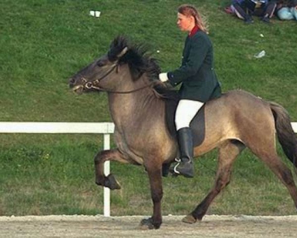 stallion Vakar fra Skardi (Iceland Horse, 1992, from Ófeigur frá Flugumýri)