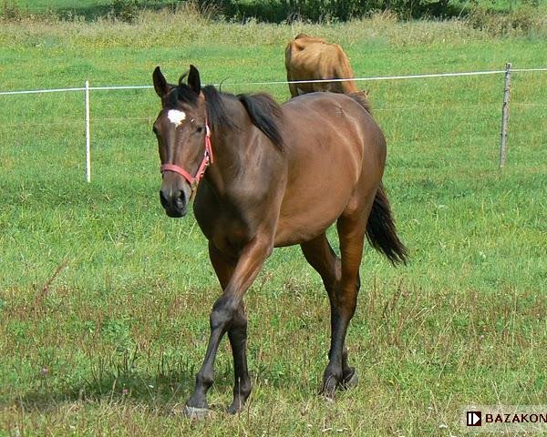 Zuchtstute Dworna Pani (Malopolska, 2006, von Bibigar)