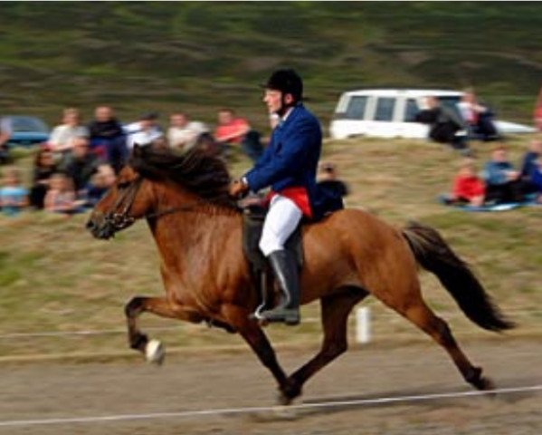 Deckhengst Prins fra Sydra-Skördugili (Islandpferd, 1992, von Ófeigur frá Flugumýri)