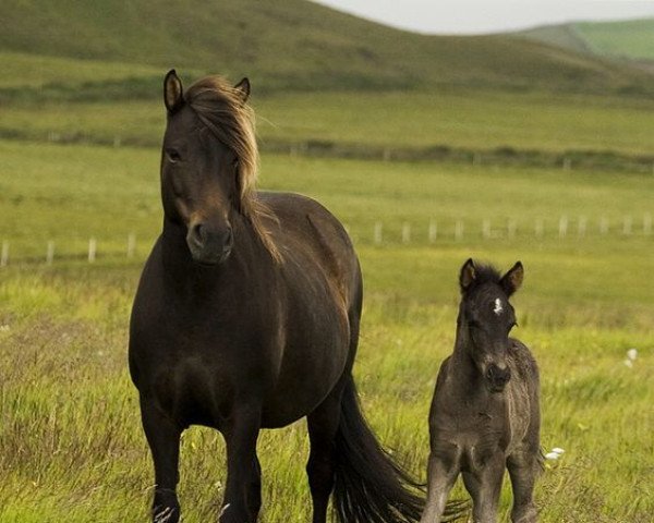 broodmare Röst fra Reykjavik (Iceland Horse, 1979, from Ófeigur frá Flugumýri)