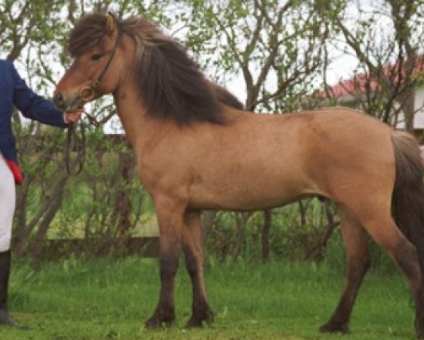 stallion Tenor fra Sydra-Skördugili (Iceland Horse, 1993, from Ófeigur frá Flugumýri)