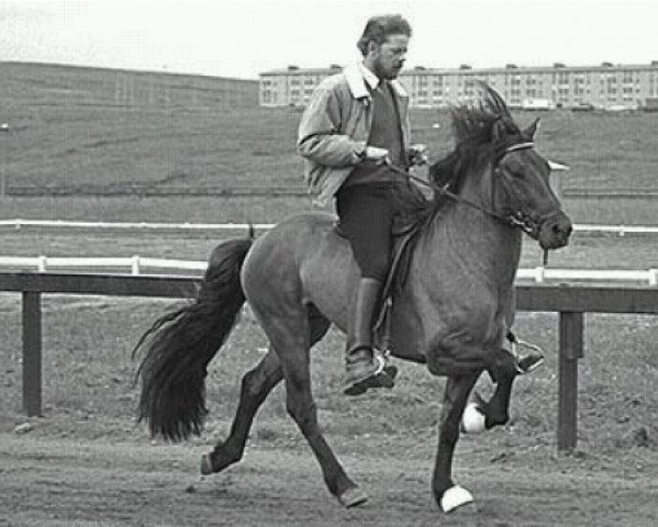 stallion Spaenir fra Efri-Bru (Iceland Horse, 1981, from Ófeigur frá Flugumýri)