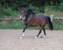 Pferd Louviers (Deutsches Reitpony, von Lukas)