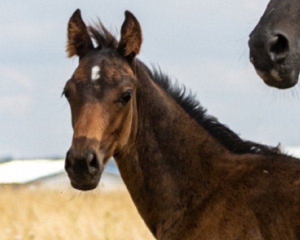 Dressurpferd Fonner Z (Zangersheide Reitpferd, 2022, von Flint)