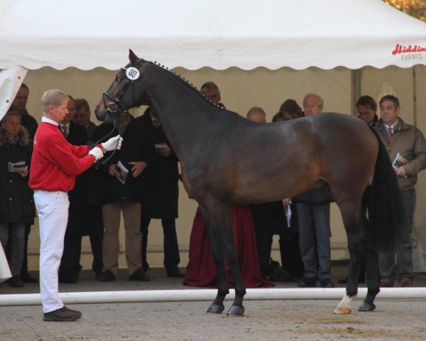 dressage horse Efgaristo (KWPN (Royal Dutch Sporthorse), 2009, from Vivaldi)