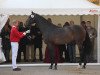 dressage horse Efgaristo (KWPN (Royal Dutch Sporthorse), 2009, from Vivaldi)