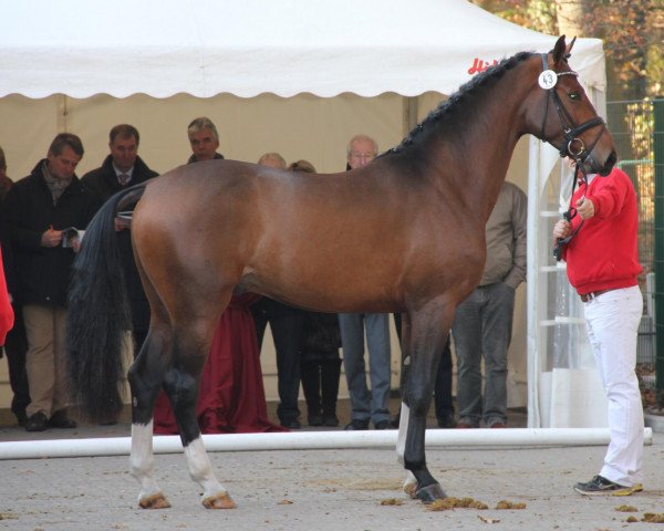 dressage horse Elton (Westphalian, 2009, from Estobar NRW)