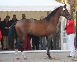 dressage horse Elton (Westphalian, 2009, from Estobar NRW)