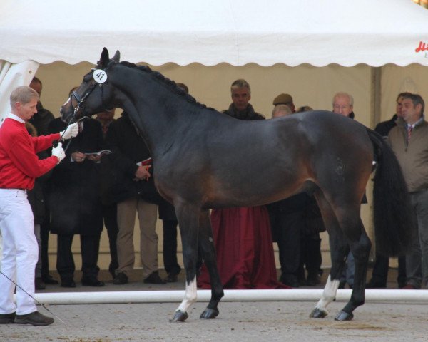dressage horse Ehrenvoll (Westphalian, 2009, from Ehrenpreis)