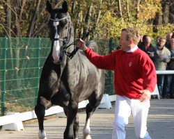 Springpferd Hengst von Cassini Royal (Rheinländer, 2009, von Cassini Royal)