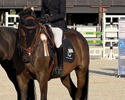 jumper Promise Me Stal Dhc vd Heksehoeve (Belgian Warmblood, 2015, from Chaman)