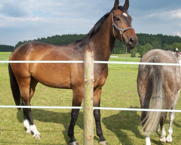 Pferd Walesko 105 (Hannoveraner, 2005, von Warkant)