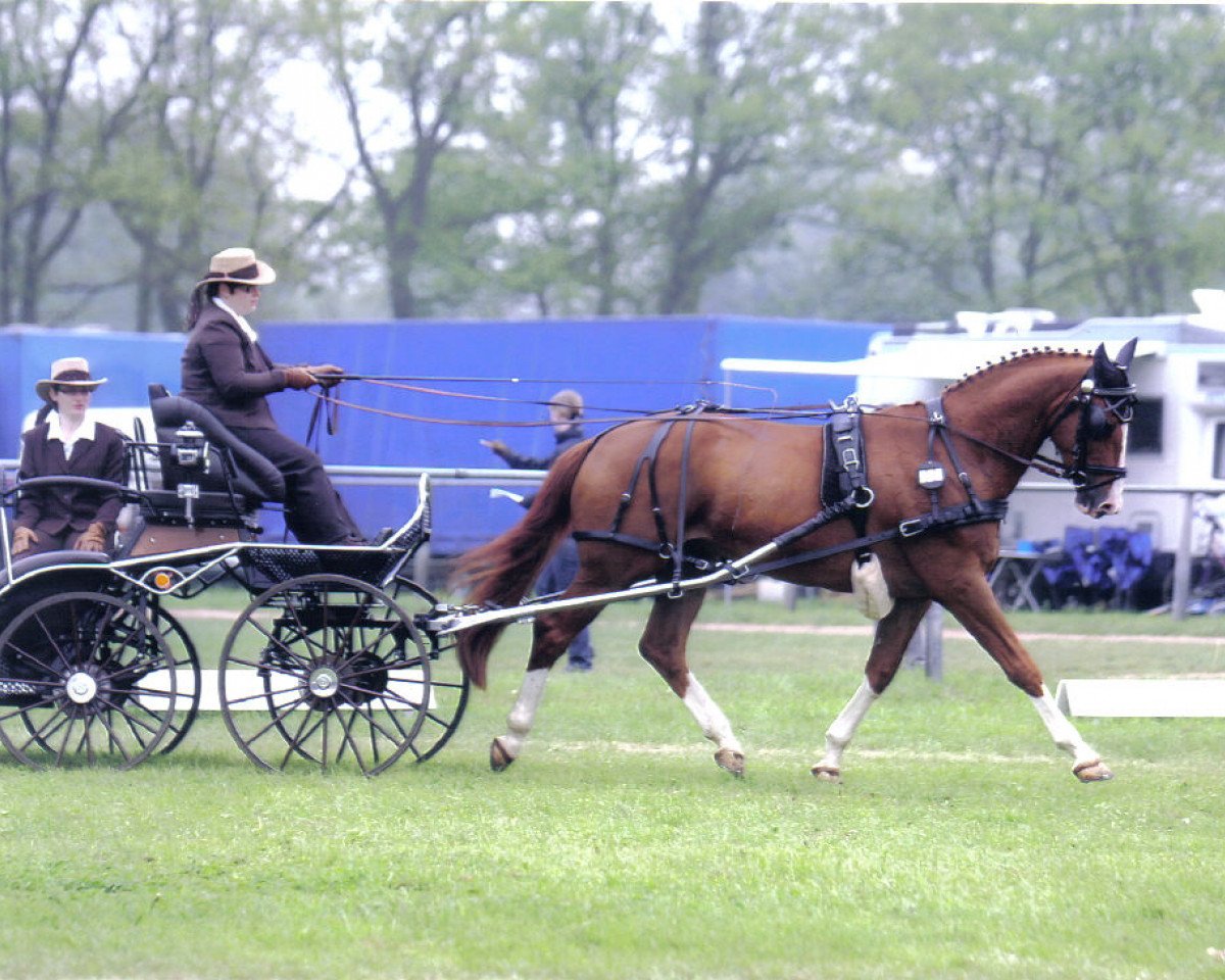 horse Prinz Charles (Trakehner, 2002, from Charly Chaplin)