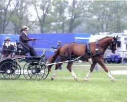 horse Prinz Charles (Trakehner, 2002, from Charly Chaplin)