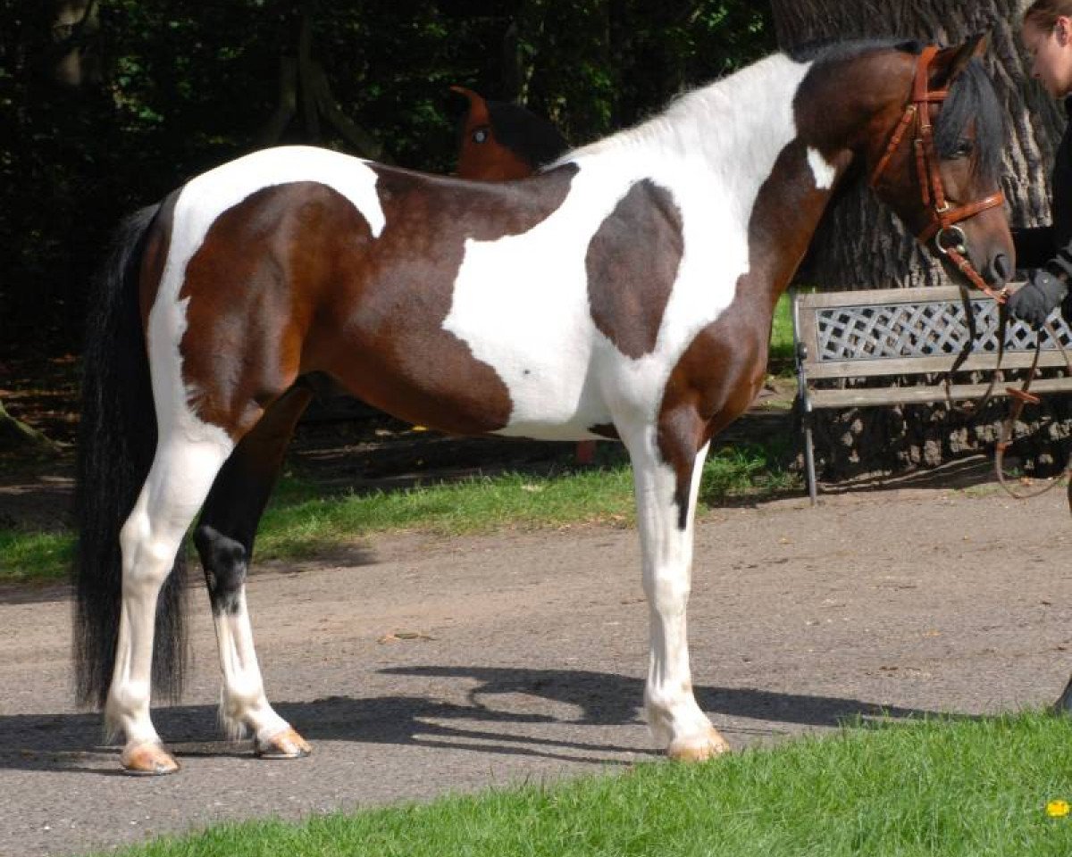 stallion Saphir (Lewitzer, 2006, from Shamani)