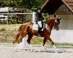 dressage horse Duke 237 (Hanoverian, 2004, from Desert Moon)