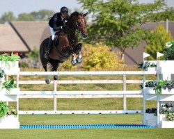 jumper Lancor (Romanian Warmblood, 2007, from Lando Boy)