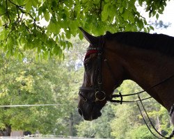 horse Nantonio K (Hanoverian, 1996, from Nandino xx)