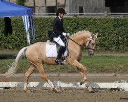 dressage horse Do Not Disturb (German Riding Pony, 2008, from FS Don't Worry)