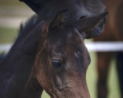 Pferd Cashmeres Carolinus (Westfale, 2022, von Cashmere)