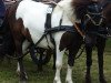 horse BOYO vom Köppel (Shetland Pony, 2006, from Bajazzo von Uda)