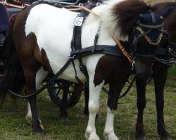 Pferd BOYO vom Köppel (Shetland Pony, 2006, von Bajazzo von Uda)