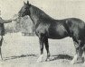 stallion Almhirt (Hanoverian, 1941, from Alwin)