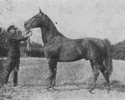 Deckhengst 86 Furioso XV (Furioso, 1936, von Furioso XIII-19)