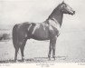 stallion Furioso XIII-19 (Furioso, 1929, from Furioso XIII)