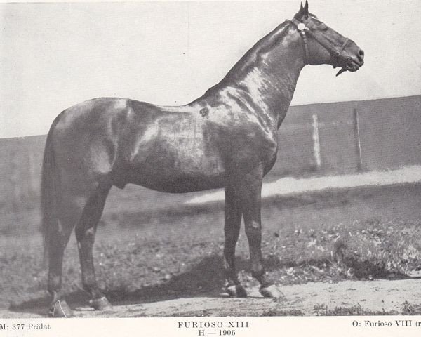 Deckhengst Furioso XIII (Furioso, 1906, von Furioso VIII)