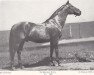 stallion Furioso XIII (Furioso, 1906, from Furioso VIII)