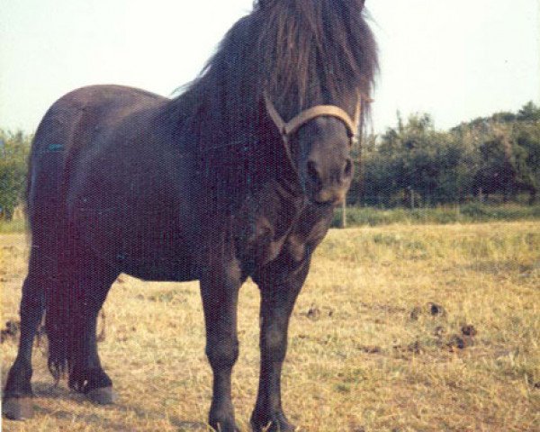 Deckhengst Baron of Belmont (Shetland Pony, 1967, von Robin)