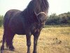 stallion Baron of Belmont (Shetland Pony, 1967, from Robin)