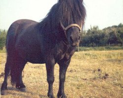 Deckhengst Baron of Belmont (Shetland Pony, 1967, von Robin)