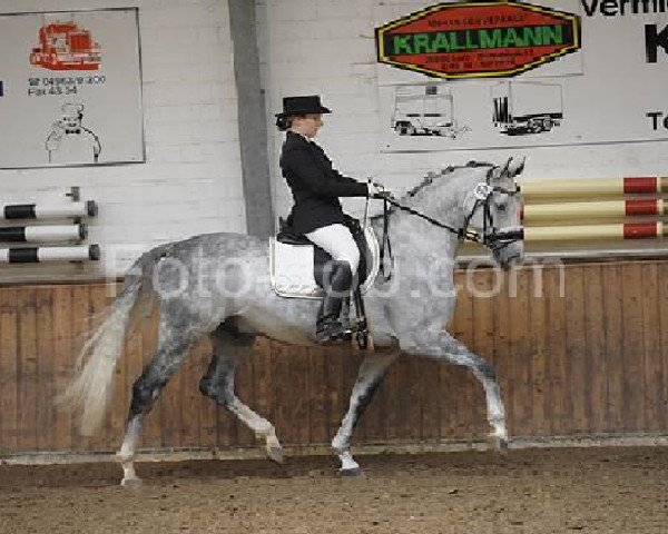 dressage horse Sacre coeur 17 (Hanoverian, 2005, from Sandro Song)