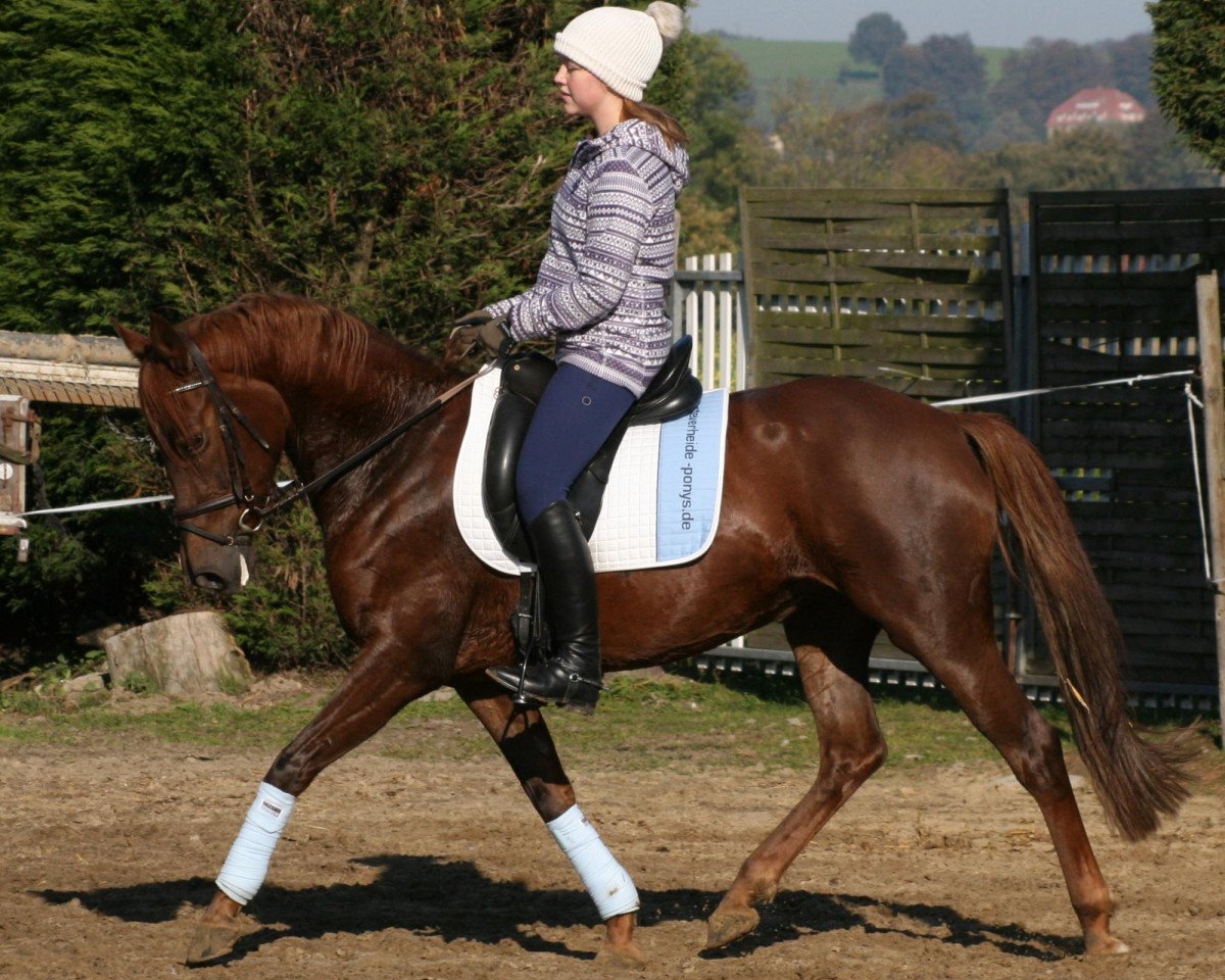 Zuchtstute Steverheides Lucy (Deutsches Reitpony, 2004, von Lucky One)