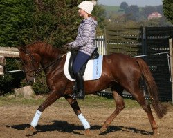 Zuchtstute Steverheides Lucy (Deutsches Reitpony, 2004, von Lucky One)