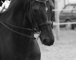 dressage horse Grace ma petite (Oldenburg, 1997, from Gracieux)