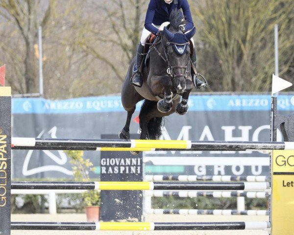 jumper Venedig (German Sport Horse, 2013, from Valeron)