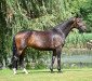 broodmare Daylight (Hanoverian, 2016, from Damon Hill)