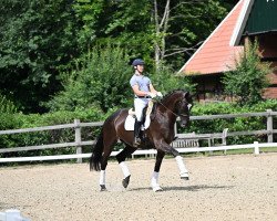 dressage horse Friedrich der Große 10 (Hanoverian, 2016, from Zack)