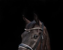 dressage horse Tornado WH (Westphalian, 2012, from Totilas)