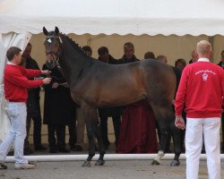 stallion Corvet (Westphalian, 2009, from Cornet Obolensky)