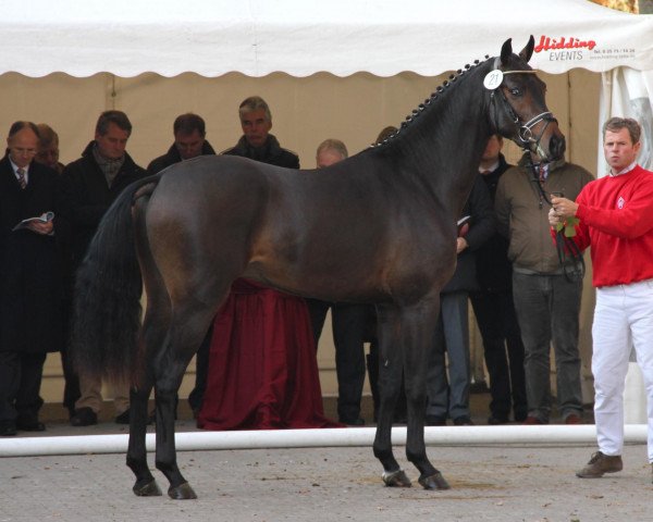 stallion Calvin Klein (Westphalian, 2009, from Cornet Obolensky)