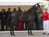 stallion Calvin Klein (Westphalian, 2009, from Cornet Obolensky)