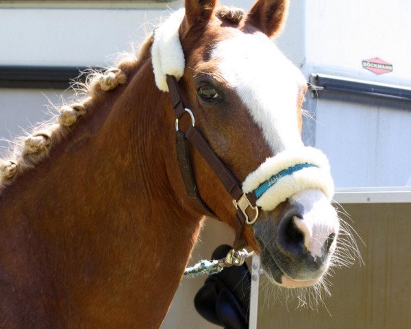 horse Shadow (German Riding Pony,  , from Silverado)